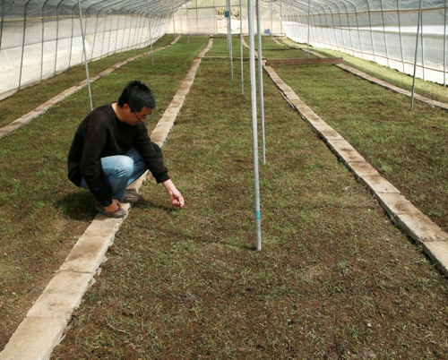 太白贝母种植基地