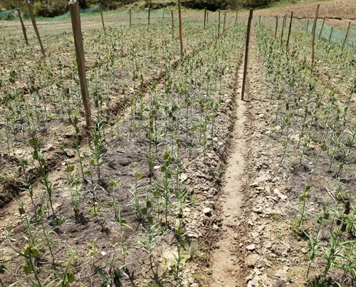 太白贝母种植基地