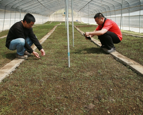 太白贝母种植基地