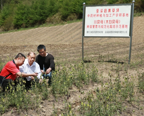 太白贝母种植基地