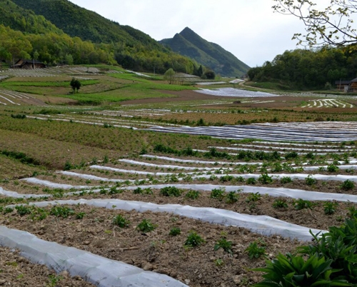 太白贝母种植基地