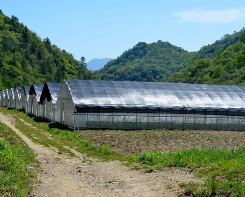 太白贝母基地大棚