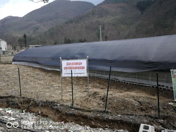 巫溪太白贝母试验示范园与良种繁育基地