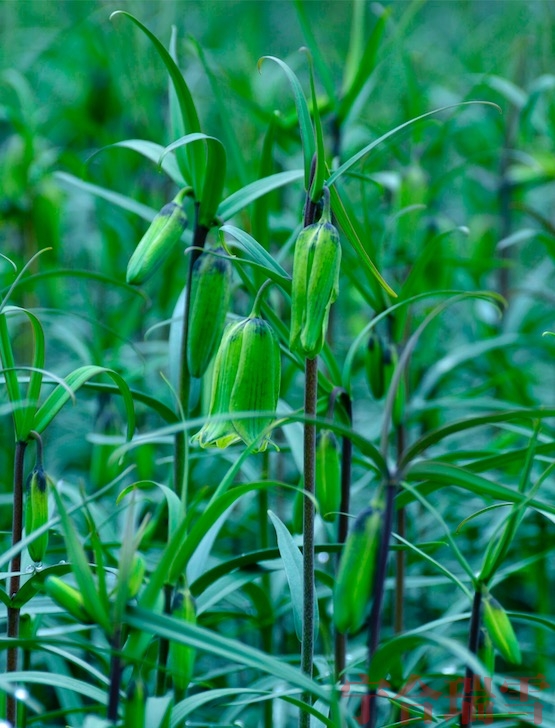 重庆太白贝母植株