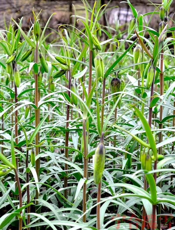 铜仁太白贝母种植