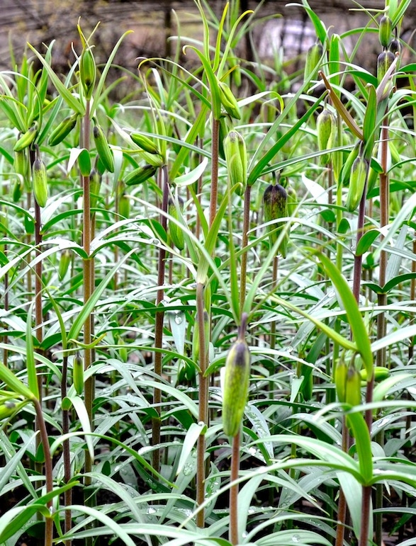 巫溪太白贝母种植