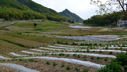 太白贝母种植基地