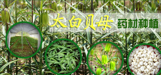 太白贝母