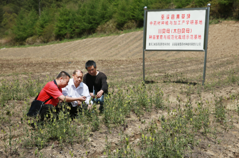 太白贝母基地