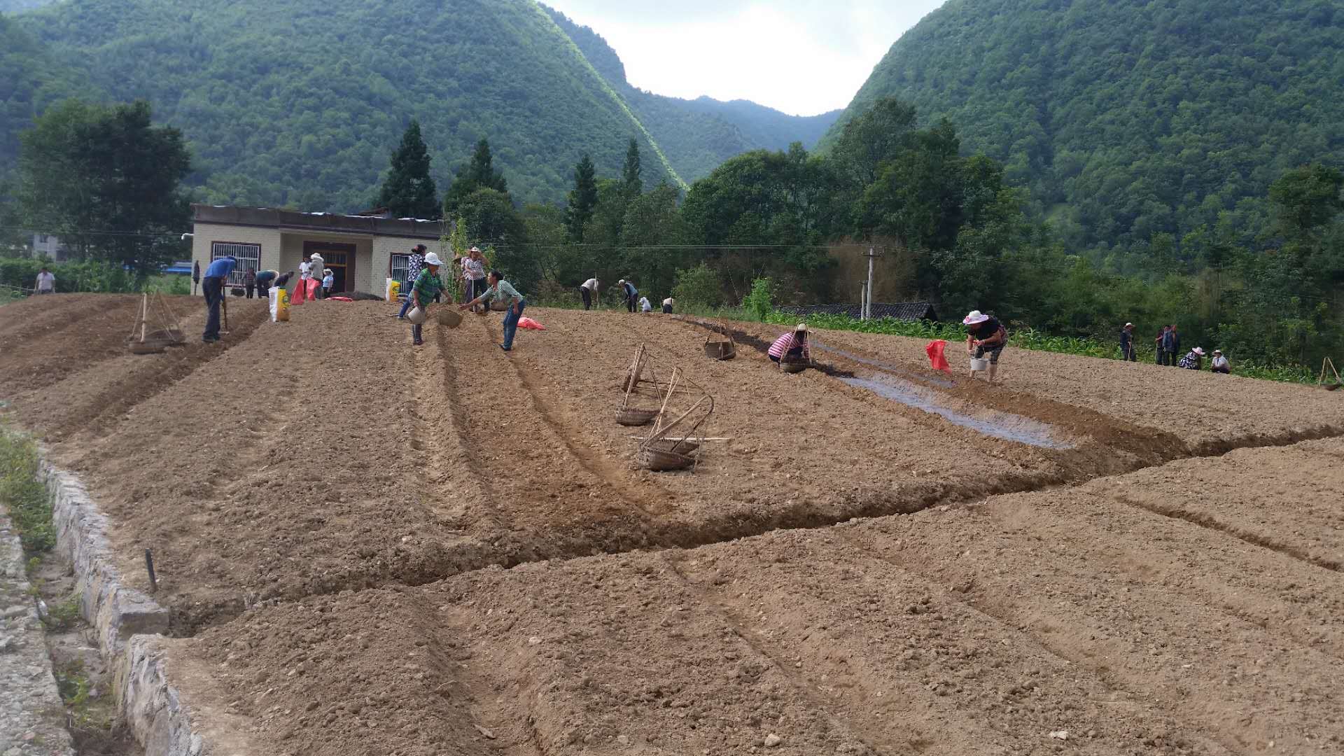 太白贝母种植