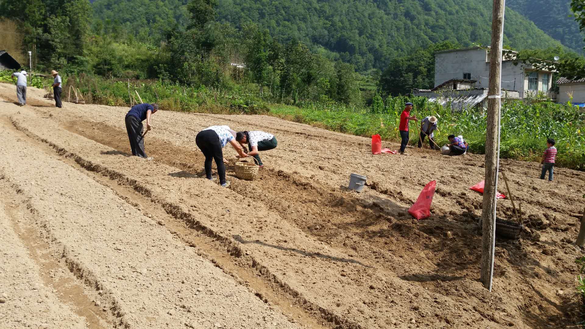 太白贝母种植