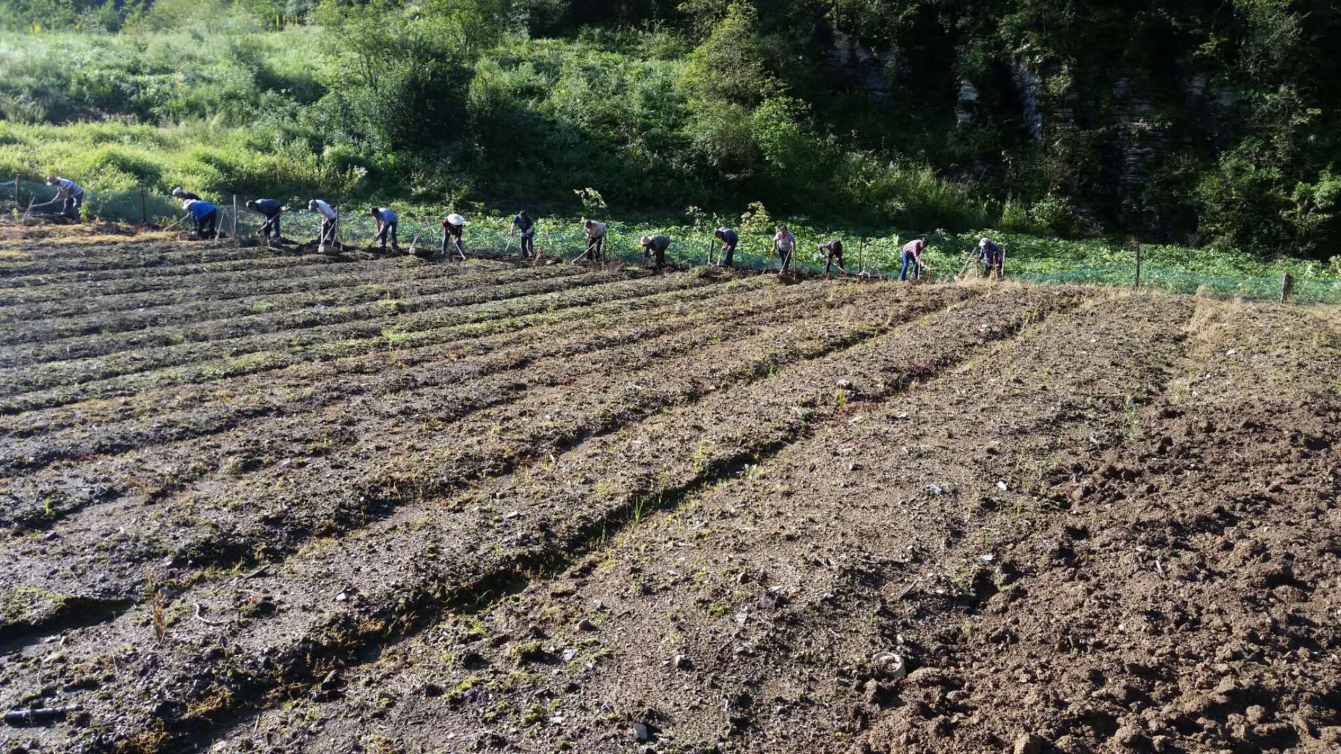 太白贝母种植