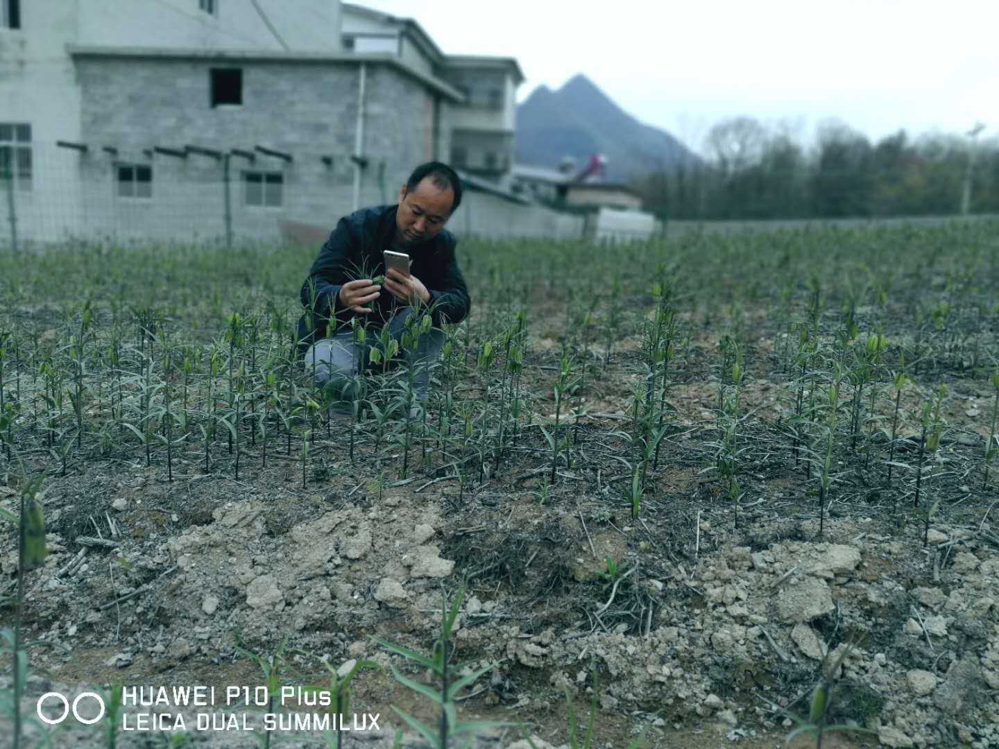 巫溪太白贝母