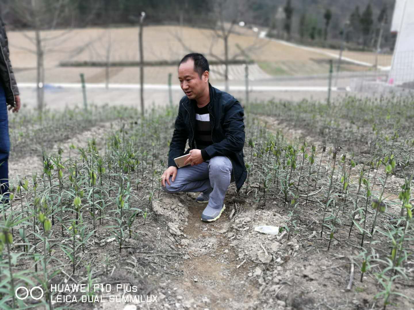 巫溪太白贝母