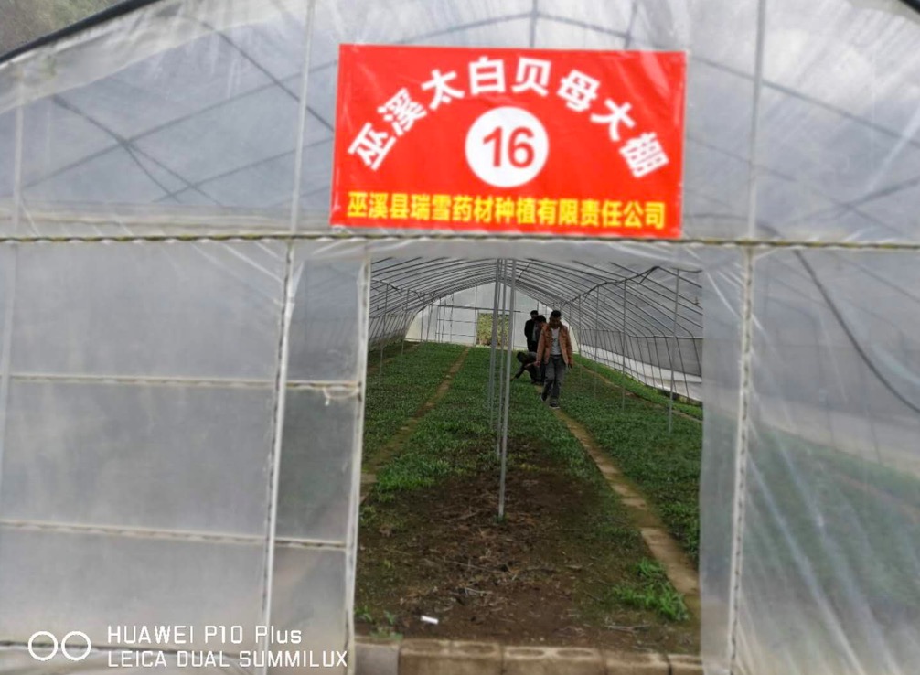 巫溪太白贝母