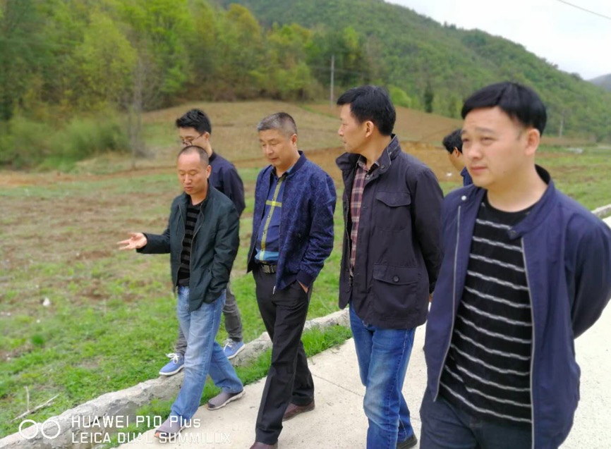 巫溪太白贝母