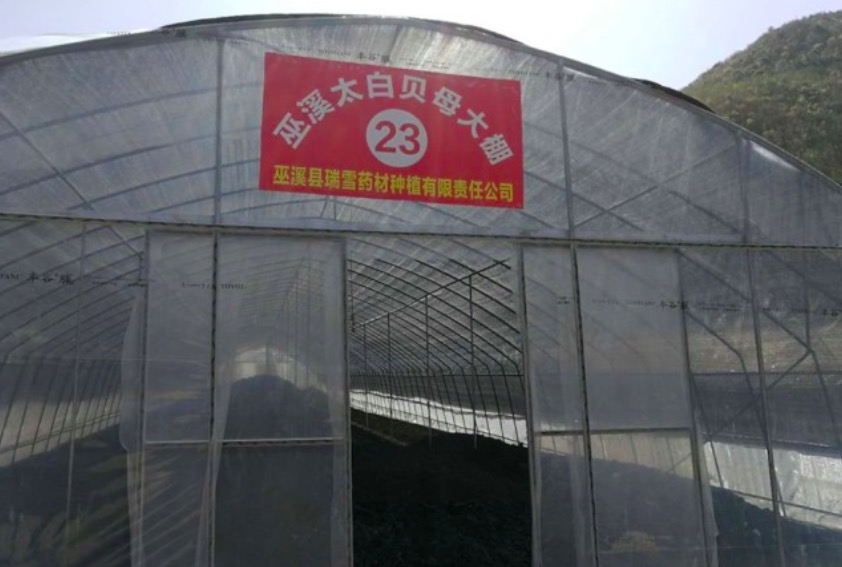 巫溪太白贝母基地
