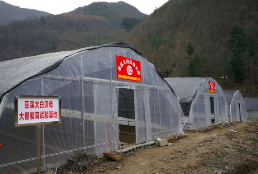 巫溪太白贝母基地