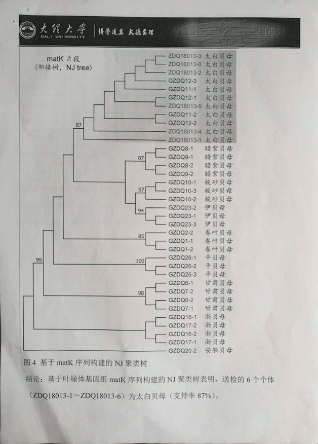 太白贝母物种鉴定报告6