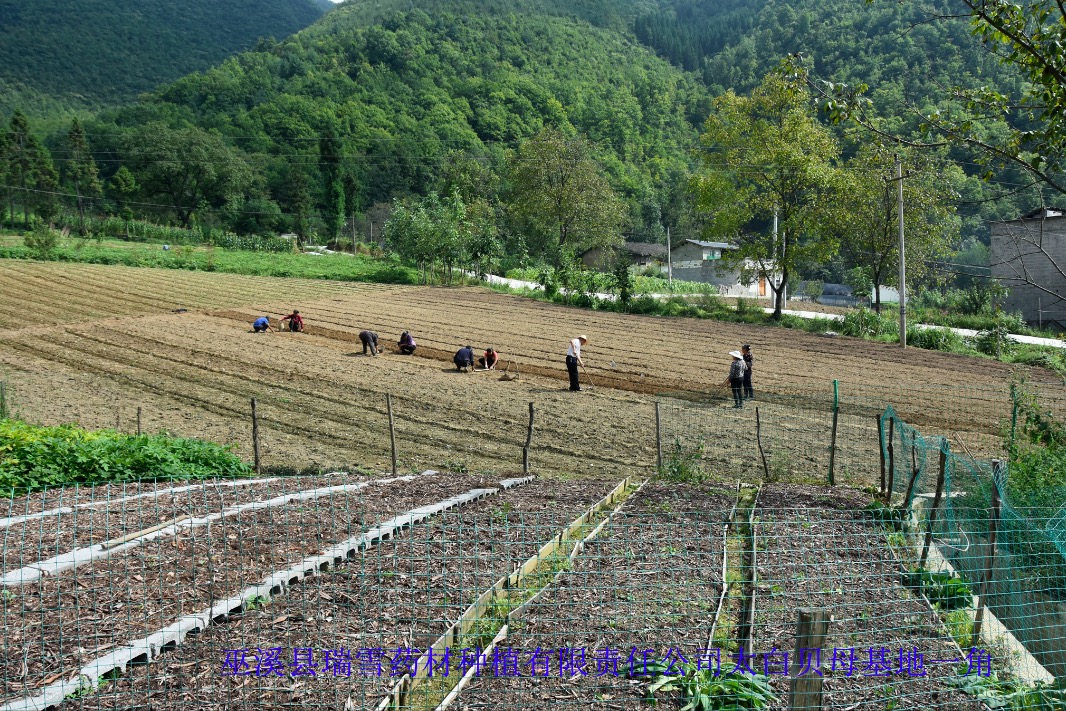 瑞雪公司太白贝母种植基地一角