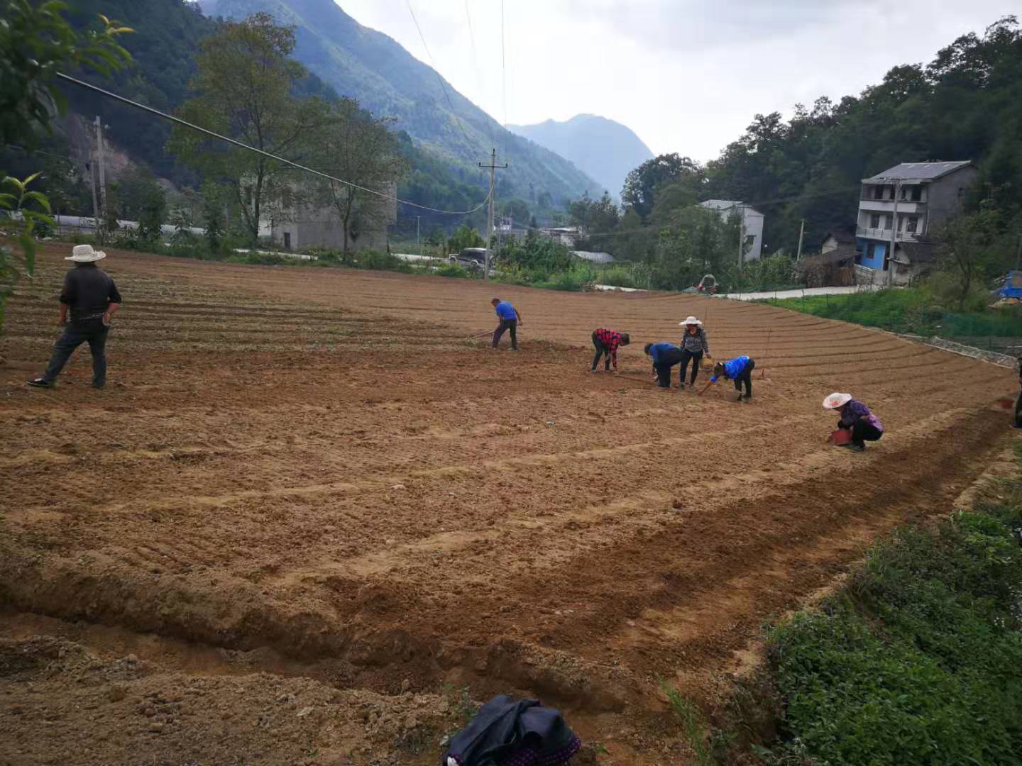 巫溪太白贝母种植基地标准化种植