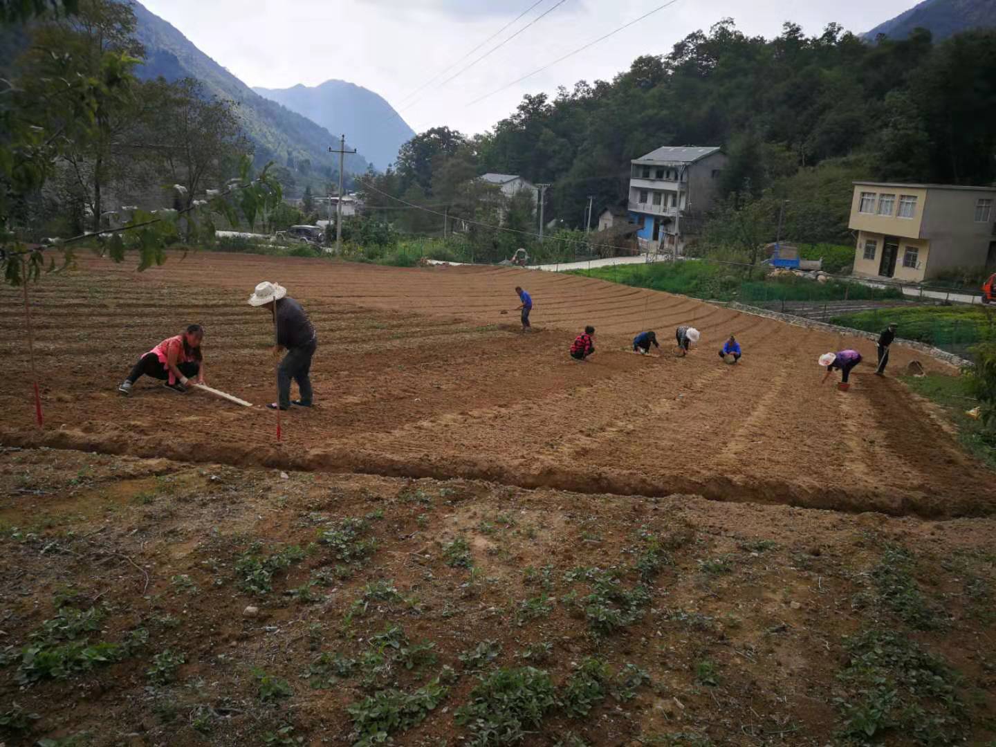 瑞雪公司太白贝母基地标准化种植