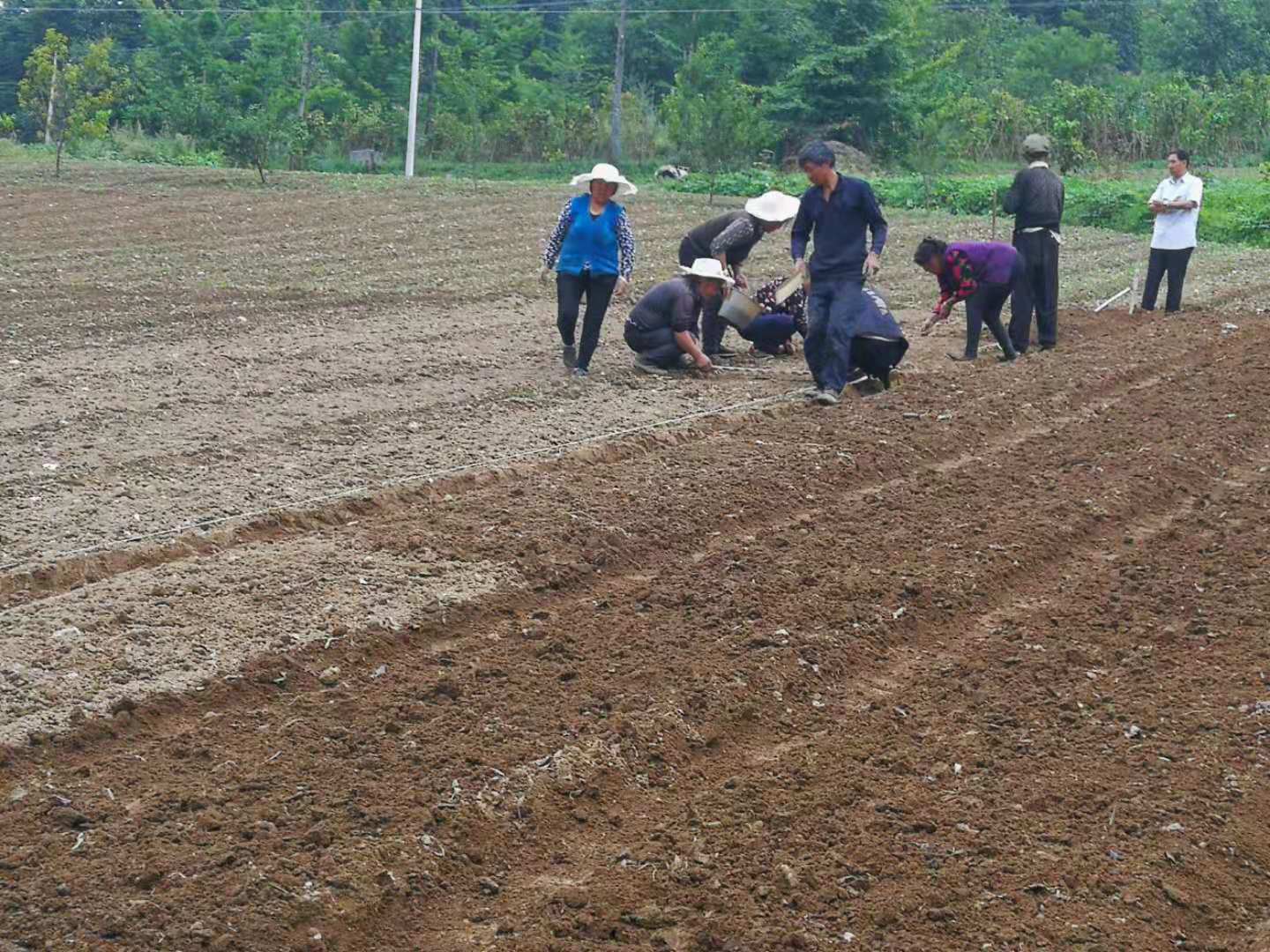 瑞雪公司太白贝母基地标准化种植