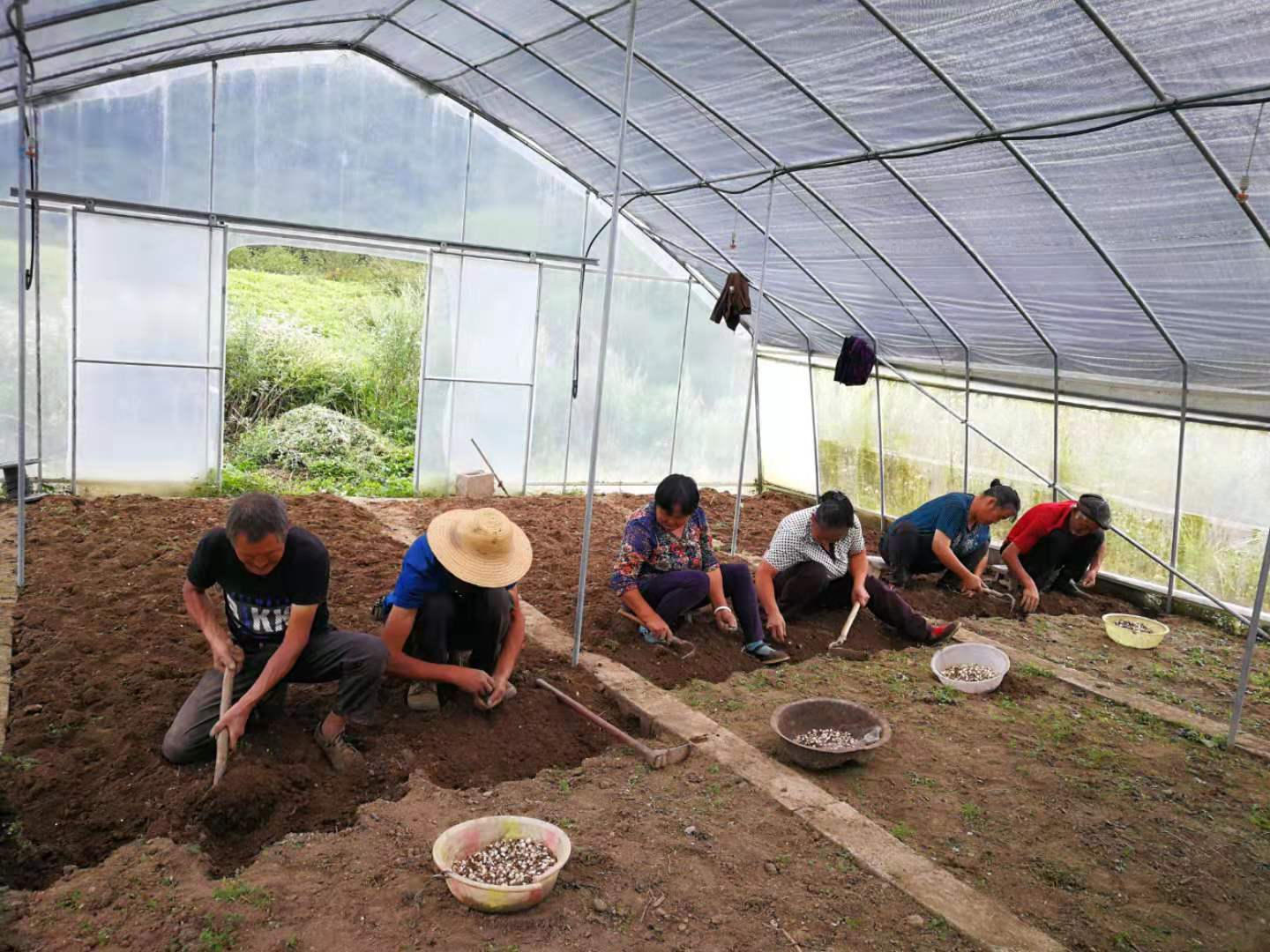 巫溪太白贝母标准化种植基地