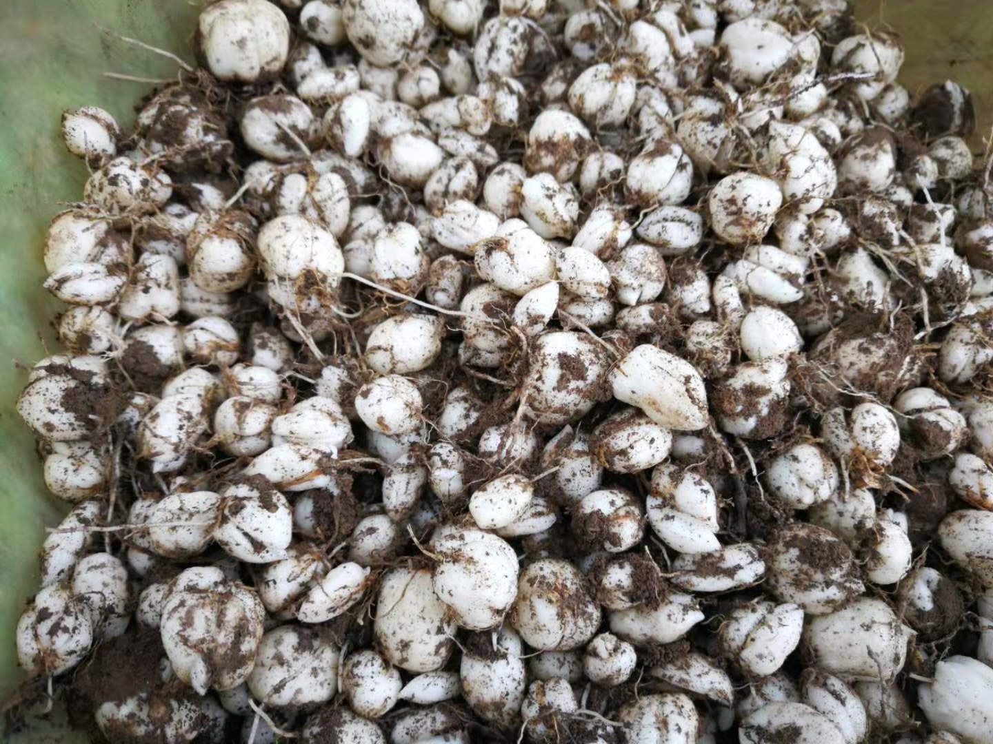 巫溪太白贝母种子